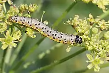 Larva