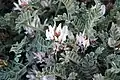 Mid-May foliage and flowers