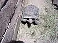 Desert tortoise