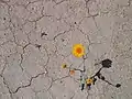 A desert marigold pushes its way through the dry, cracked, and sun-hardened desert after a rare and substantial rainfall