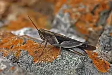 Devil grasshopper (Diabolocatantops axillaris axillaris), Kwa-Zulu Natal, South Africa