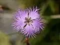 Dianthus monspessulanus