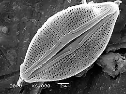 Diatoms have glass like cell walls made of silica and called frustules.