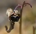 A broken pod with seed