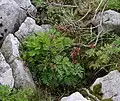 A wild plant growing amongst Tuscarora sandstone fragments in Dolly Sods Wilderness, West Virginia