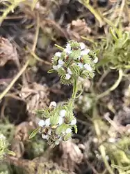 The inflorescence