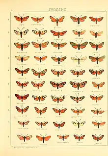 In Die Gross-Schmetterlinge der Erde (The Macrolepidoptera of the World)