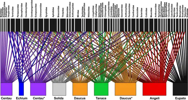 Bipartite plot for the COI gene, showing from which plants each arthropod family is obtained. Plant names: Angeli (Angelica archangelica), Centau (Centaurea jacea), Daucus (Daucus carota), Echium (Echium vulgare), Eupato (Eupatorium cannabinum), Solida (Solidago canadensis), Tanace (Tanacetum vulgare).