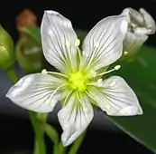 Closeup of flower (c. 20 mm in diameter)