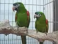 A pair of noble macaws in captivity