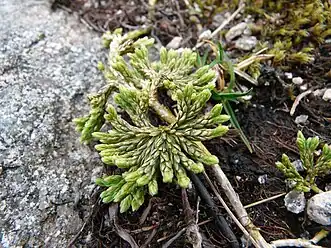 Diphasiastrum alpinum