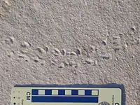 The trackways Diplichnites could be produced by a variety of arthropods throughout the Phanerozoic fossil record, especially millipedes and trilobites in the Paleozoic. This example may have been produced by a euthycarcinoid.