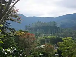 A coffee plantation on a conical hill near Orosí, Costa Rica.