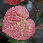 leaf