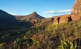 Blooming wildflowers in front of rocky terrain