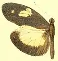 D. z. othoe male