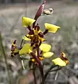 Diuris pardina at Paddys Ranges State Park