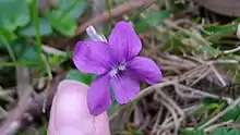 Dog violet flower