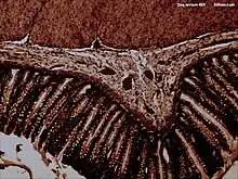 Dog rectum cross-section (40×)