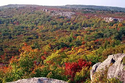 Fall foliage