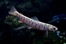 Photo of young Dolly Varden trout at Sunpiazza aquarium in Sapporo, Hokkaido Prefecture, Japan