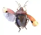 Mounted specimen showing opened wings