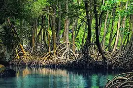 Mangroves in Los Haitises National Park