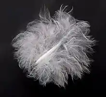 Fluffy white down feather against black background