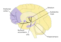 Diagram illustrating dopamine pathways, and brain areas involved.