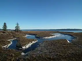 Tidal shoreline decorated with spruce trees