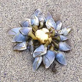 Colony of buoy barnacles washed onto a beach attached to a communal float