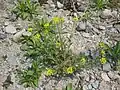 Draba nemorosa