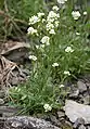 Draba siliquosa