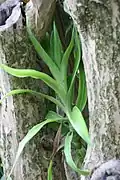 Younger green growth contrasted against older, rougher stems