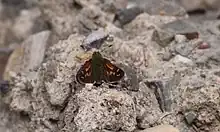 Photograph of Polites draco on the ground