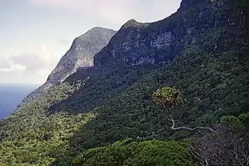 D. fitzgeraldii, against the east face of Mount Lidgbird