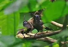 two blackish sunbirds with glossy bluish tint to face