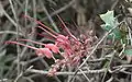 Grevillea bipinnatifida