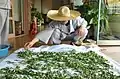 Drying steamed lotus leaves