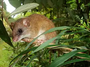 Drymoreomys albimaculatus, a sigmodontine rodent