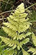 Narrow buckler-fern