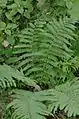 Male fern