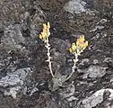 A smaller plant, with two inflorescences