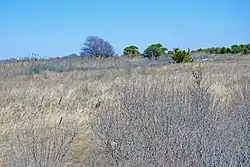 Dunes at Heckscher State Park