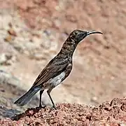 chocolate-brown sunbird with white belly