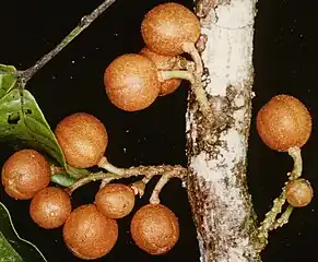 Fruit