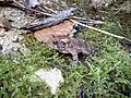 Eastern American toad (A. a. americanus), North Dumfries, Ontario