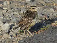 Juvenile – Panama