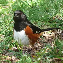 Eastern towhee