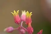 Echeveria agavoides